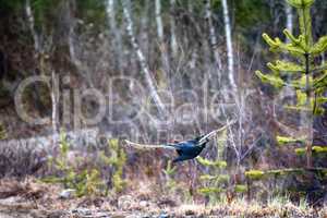 capercailye (Tetrao urogallus) out on gravel road