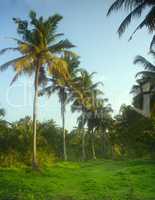South Kerala Coconut trees