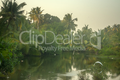Backwaters, Sago palms. Kerala, India