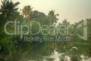 Backwaters, Sago palms. Kerala, India