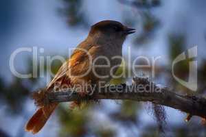 Great grey Shrike hunting for mice among fallen leaves