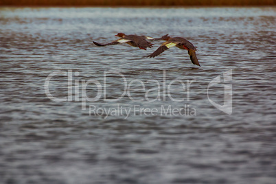 Common merganser (females) flying over water.