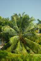 Luxury coconut tree on lawn