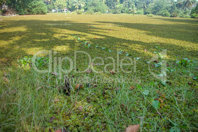 Surface of small lake completely hidden by carpet of floating moss (Salvinia adnata).