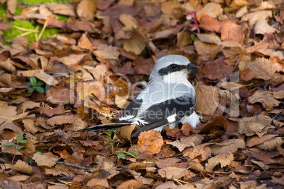 Great grey Shrike hunting for mice among fallen leaves