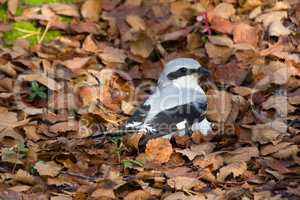 Great grey Shrike hunting for mice among fallen leaves