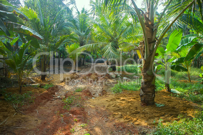 South Kerala Coconut trees