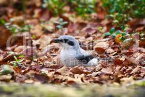 Great grey Shrike hunting for mice among fallen leaves