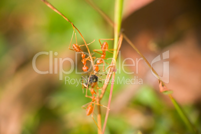 Three Red ants caught spy of another species and tear it apart.