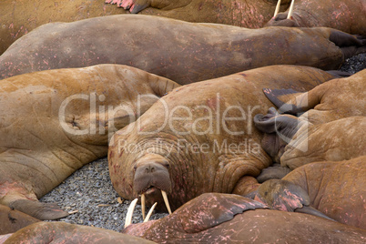 Life Atlantic walruses at haul out sites is (at most) of sleep and small conflicts with neighbors