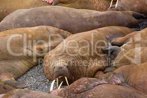 Life Atlantic walruses at haul out sites is (at most) of sleep and small conflicts with neighbors
