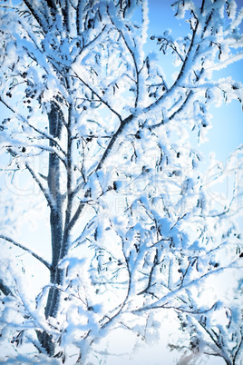 plants were covered with frost