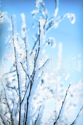 plants were covered with frost