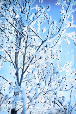 plants were covered with frost