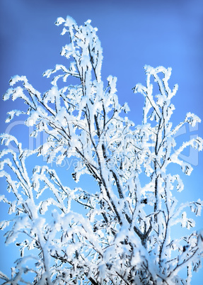 plants were covered with frost