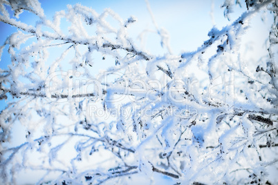 plants were covered with frost