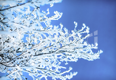 plants were covered with frost