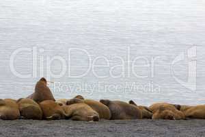 sleeping on sand big bodies