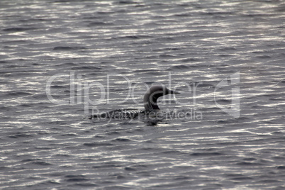 Black-throated diver (Gavia arctica)