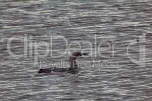 Black-throated diver (Gavia arctica)