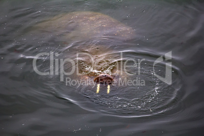 two Atlantic walruses Odobenus rosmarus rosmarus