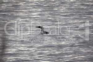 Black-throated diver (Gavia arctica)