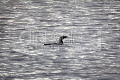 Black-throated diver (Gavia arctica)
