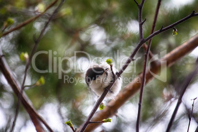 Willow tit (Parus montanus) in springtime.