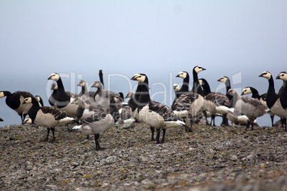 Barnacle goose worrying in front of camera in Arctic desert