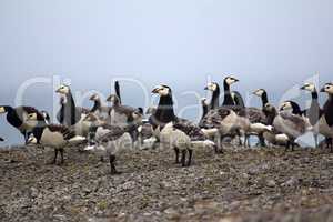 Barnacle goose worrying in front of camera in Arctic desert