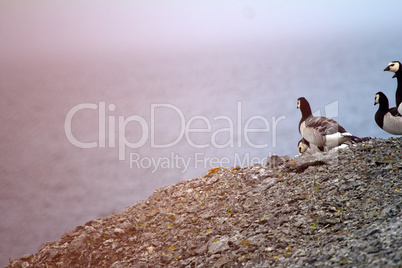 Barnacle goose worrying in front of camera in Arctic desert