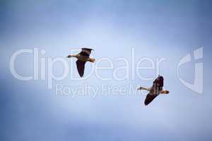 Forest-breeding bean goose - couple of breeding geese