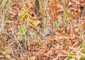 mouse - arge-toothed redback vole