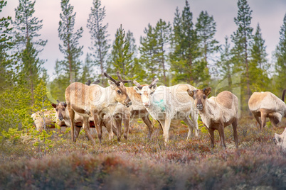 Feral reindeer in taiga