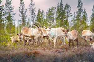 Feral reindeer in taiga