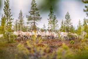 Feral reindeer in taiga