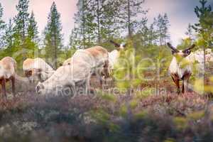 Feral reindeer in taiga