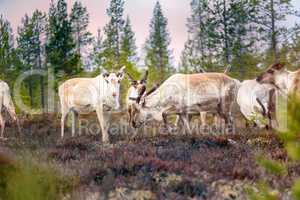 Feral reindeer in taiga