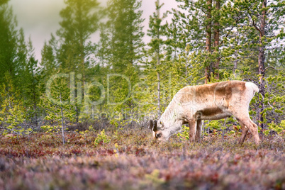 Feral reindeer in taiga