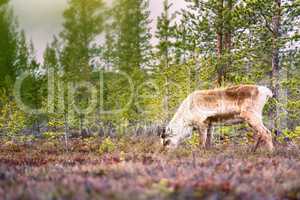 Feral reindeer in taiga