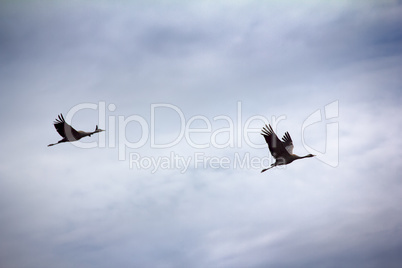 Gray Crane (common crane, Grus grus), pair