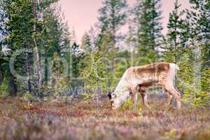 Feral reindeer in taiga