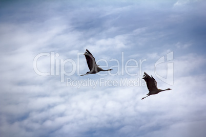 Gray Crane (common crane, Grus grus), pair