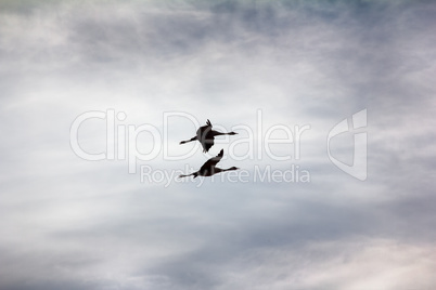 Gray Crane (common crane, Grus grus), pair