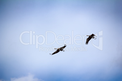 Gray Crane (common crane, Grus grus), pair