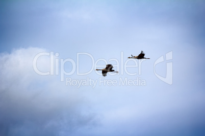 Gray Crane (common crane, Grus grus), pair