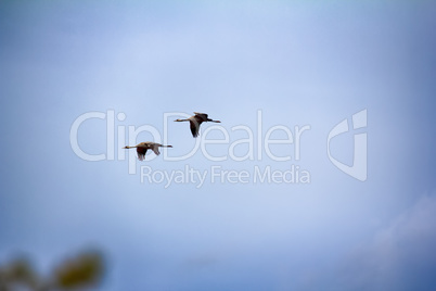 Gray Crane (common crane, Grus grus), pair