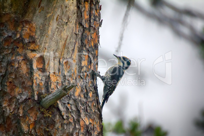 three-toed woodpecker (Picoides tridactylus) - typical species of taiga