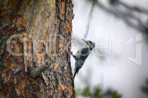 three-toed woodpecker (Picoides tridactylus) - typical species of taiga