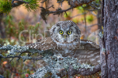 Tengmalm's owl is typical inhabitant of taiga